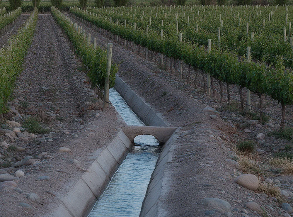 Agua del deshielo corriendo por una acequia entre las hileras
